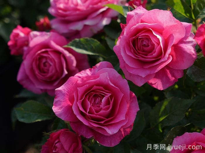 天狼月季的优秀芽变品种大盘点(图8)