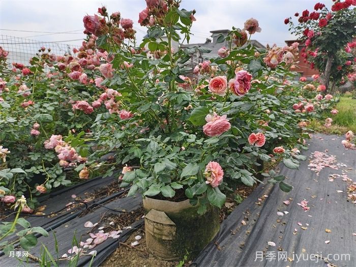 南方花友请看！月季稳稳地过冬做好这四步(图4)