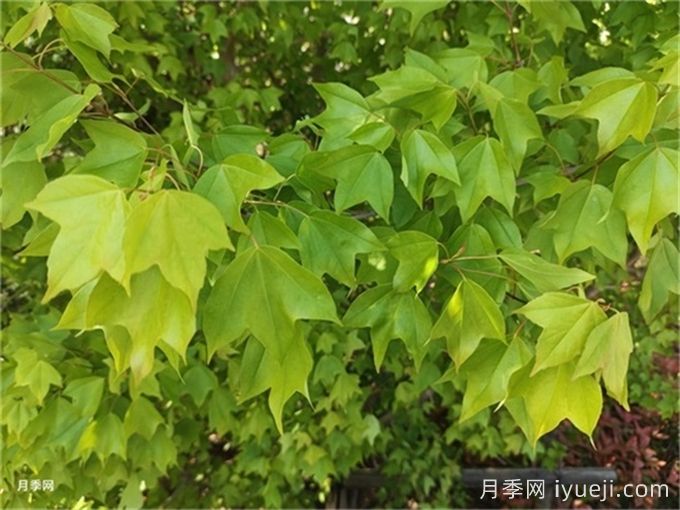 三角枫、五角枫、元宝枫、鸡爪槭…到底怎么辨别？(图1)
