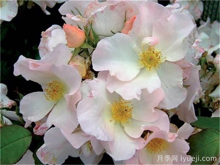 推荐9个好看好养的单瓣半重瓣月季品种(图2)