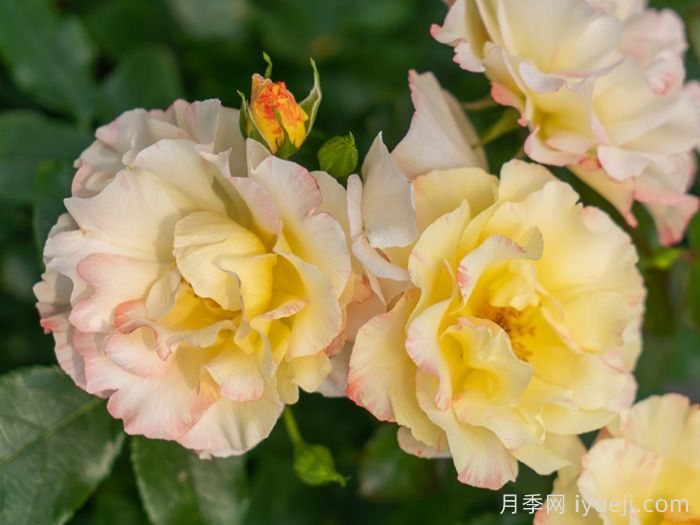 推荐9个好看好养的单瓣半重瓣月季品种(图6)