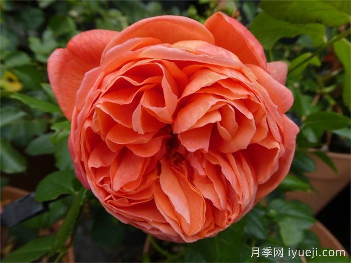 橙色月季哪个品种花大？分享5个品种(图2)