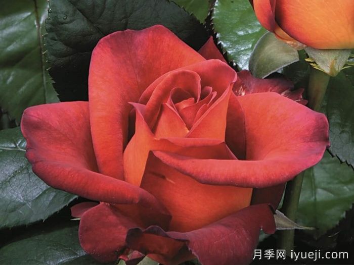 橙色月季哪个品种花大？分享5个品种(图3)