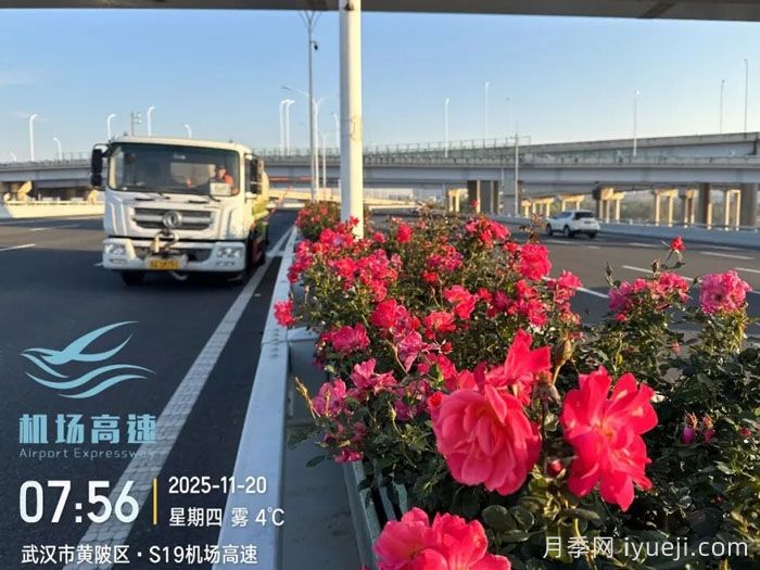 冬季的花样武汉！机场高架低维护月季花开惊艳(图1)