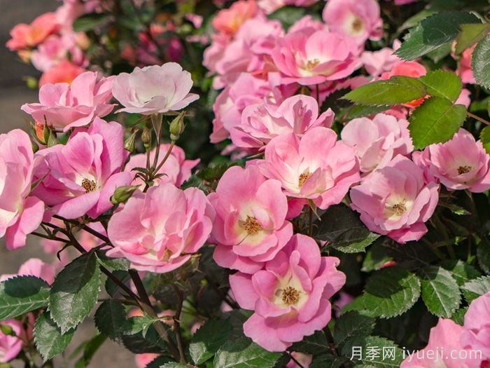 冬季的花样武汉！机场高架低维护月季花开惊艳(图2)