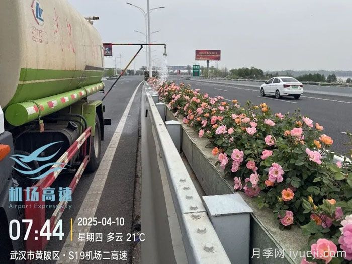 冬季的花样武汉！机场高架低维护月季花开惊艳(图4)