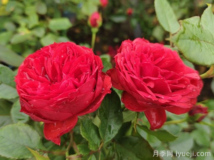 中药月季花：颜值担当，更是调经活血良药(图1)