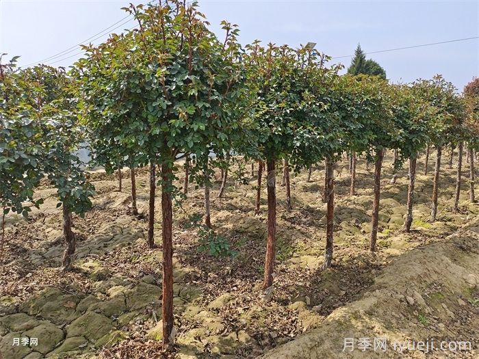 7个对策，轻松避免树木回芽死亡(图1)