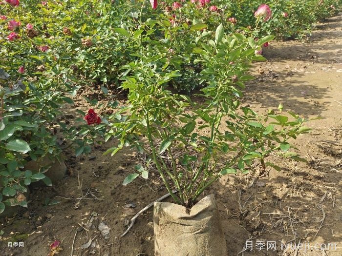 全国月季12月花事，12月份月季应该如何养护？(图1)