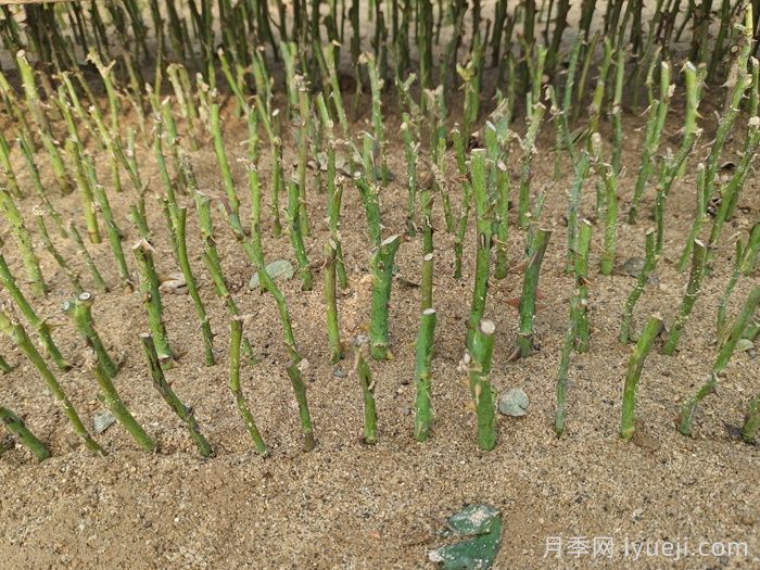 月季的繁育办法有哪几种？(图1)