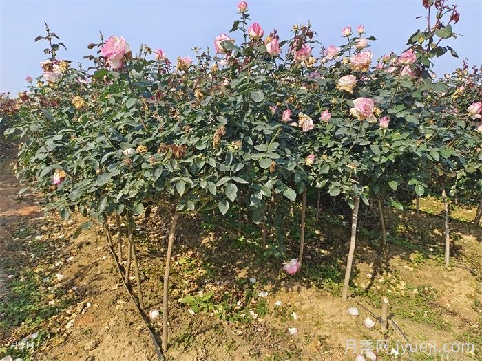 月季开花后如何进行正确的修剪?(图1) 月季开花后如何进行正确的修剪?(图1)