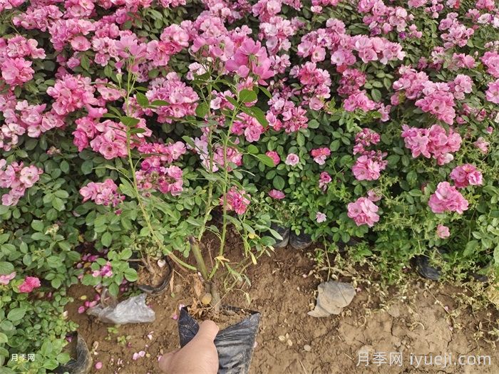 不同品种月季间隔多远种一颗最合适？(图2)