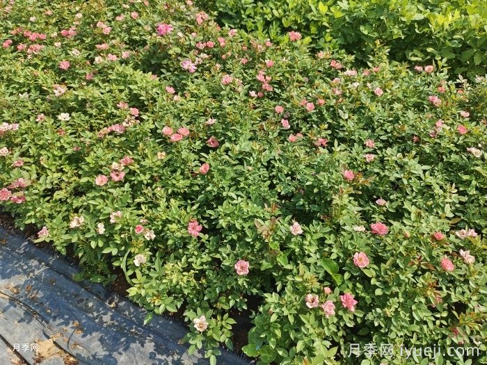 月季花叶出现烧焦的原因(图1)