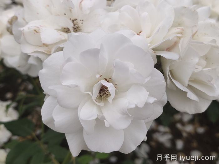 月季界顶级评选3年一评，19种殿堂级世界最受欢迎月季(图3)