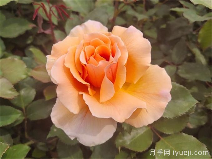 月季界顶级评选3年一评，19种殿堂级世界最受欢迎月季(图5)