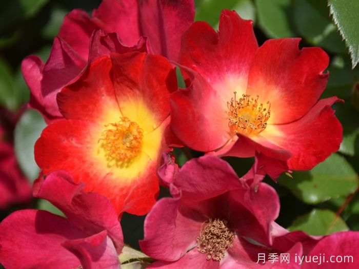 月季界顶级评选3年一评，19种殿堂级世界最受欢迎月季(图8)