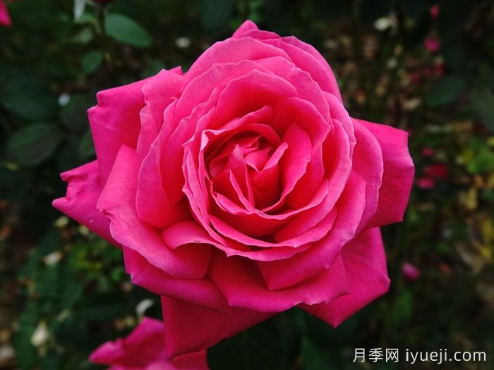 推荐最受欢迎的9种花卉盆栽，一盆就美爆(图1)