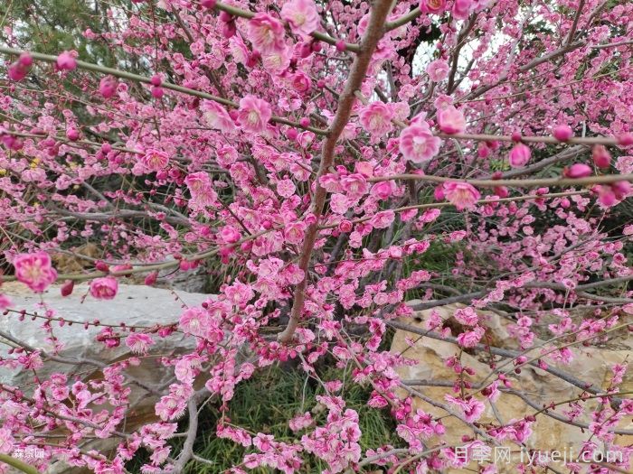 绿化苗木如何分级，什么样的乔木比较受工程欢迎？(图2)