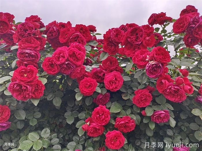 2026年超级受欢迎的6款藤本月季品种(图6)