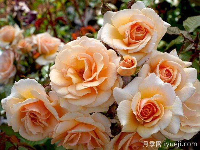 英国皇家园艺学会(RHS ROTY)年度月季品种介绍(图2)