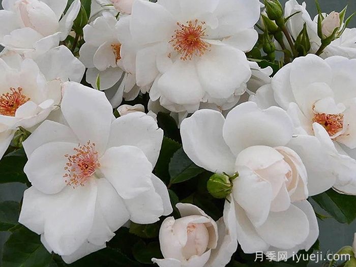 英国皇家园艺学会(RHS ROTY)年度月季品种介绍(图3)