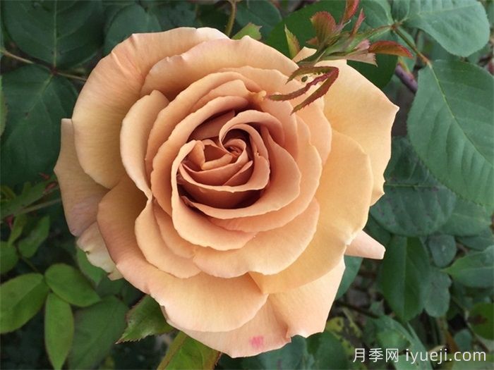 黄油硬糖月季的优缺点是什么？(图1)