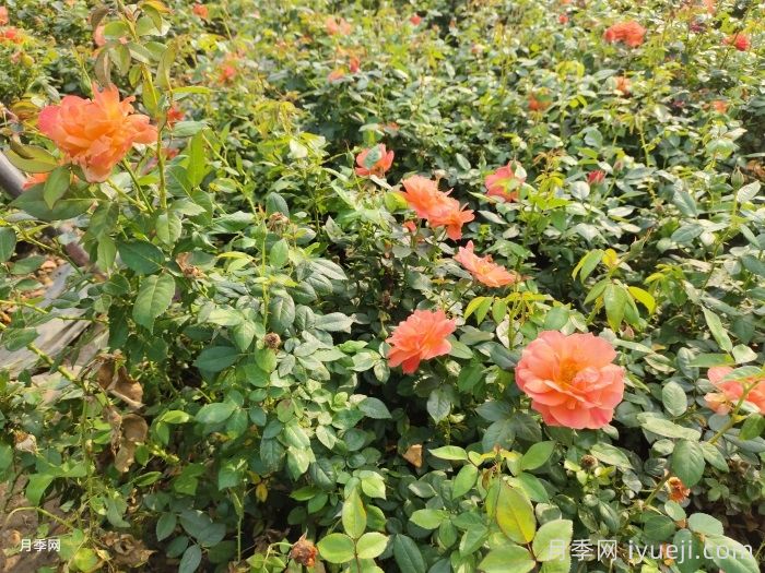 夏季管理盆花月季注意哪些？月季施肥注意事项有哪些？(图1)