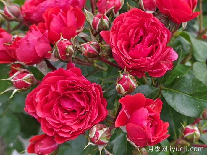 苗木选购必看，学会采购苗木(图1)