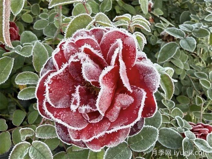 南阳月季苗圃教你怎么给月季施肥？冬季如何管理月季？(图1)