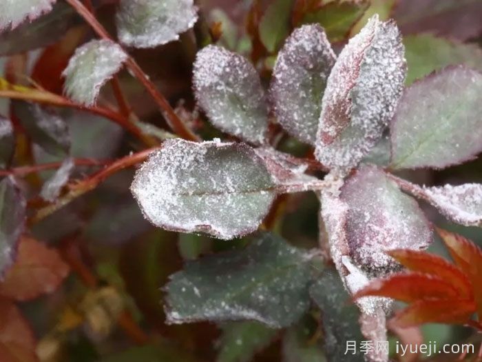 月季白粉病的发病和防治(图1) 月季白粉病的发病和防治(图1)