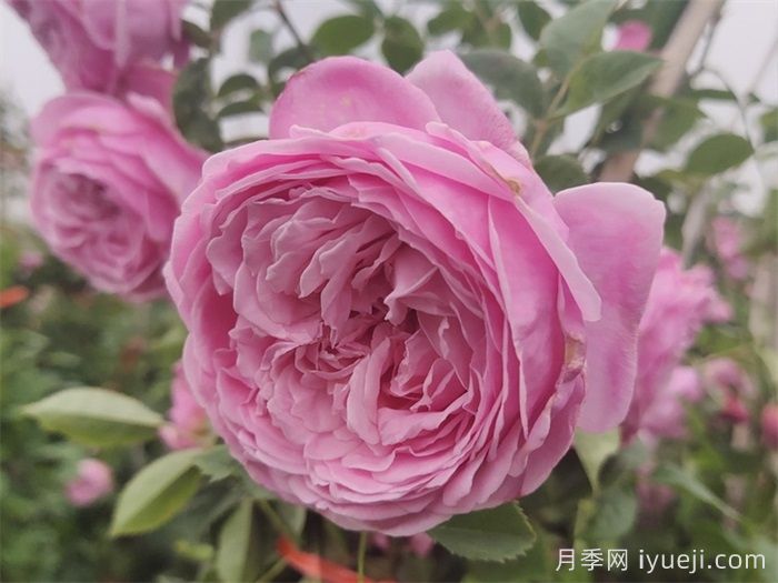 藤本月季哪些品种好？推荐5个(图2)