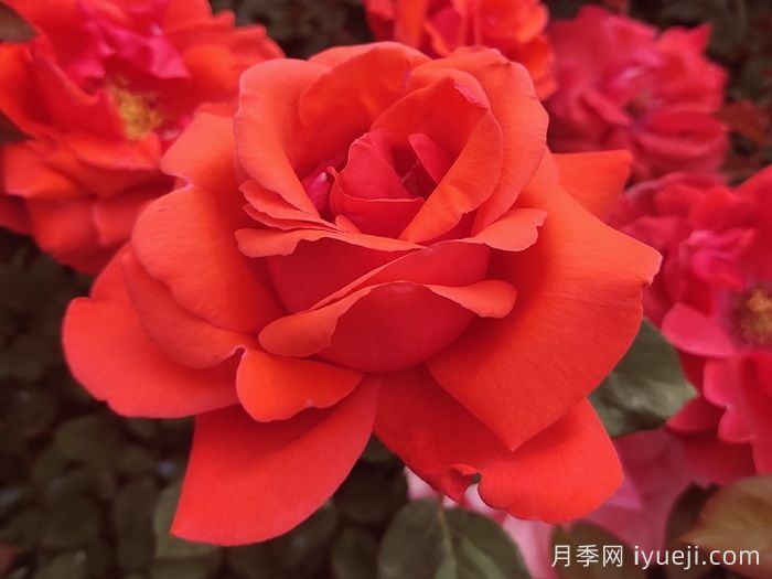 月季入门品种推荐：红色月季必养绯扇和红龙(图1)