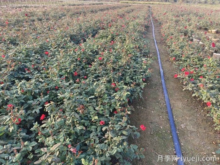 三大苗圃除草技巧分享(图1)