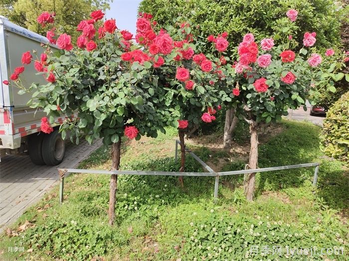 八月月季花卉养护，园丁的打理事宜(图1)