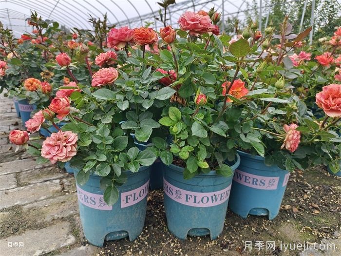 网购月季苗价格有高低，你该怎么选？(图1)