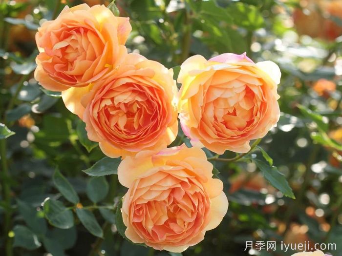 炎炎夏日有花香，推荐四款浓香月季(图2)
