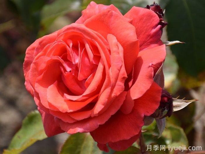 炎炎夏日有花香，推荐四款浓香月季(图3)