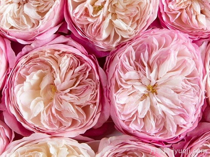 月季花养哪个品种比较好？花友高标准推荐11个(图3)