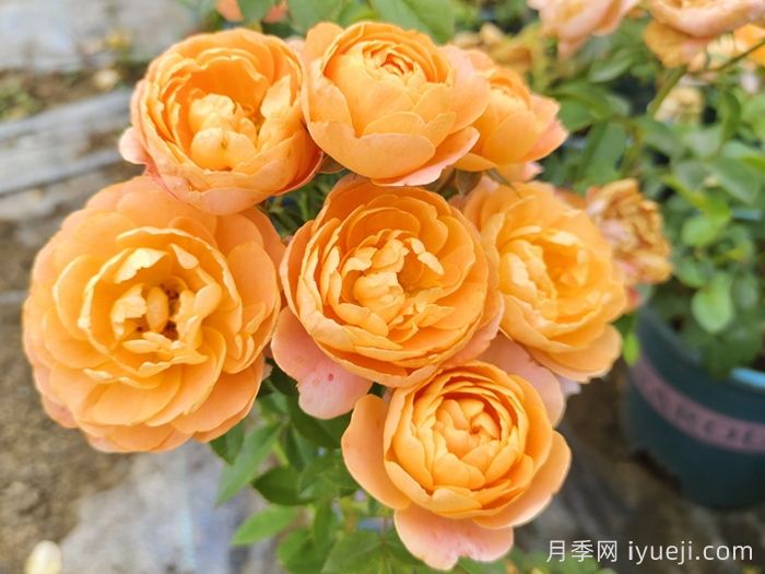 月季花养哪个品种比较好？花友高标准推荐11个(图4)