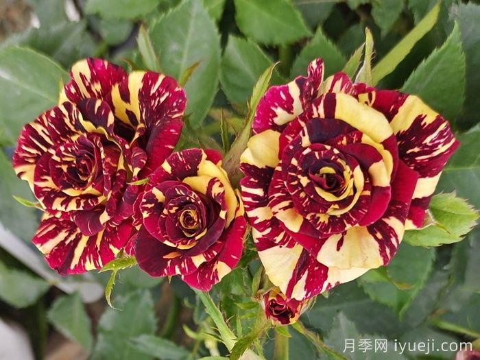 月季花养哪个品种比较好？花友高标准推荐11个(图5)