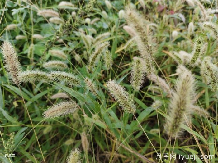 狗尾巴草(图1)
