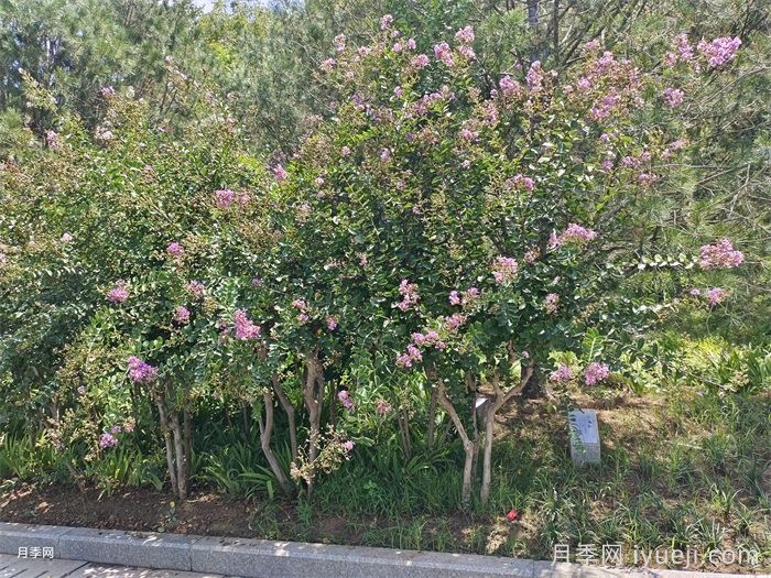 紫薇/百日红(图6)