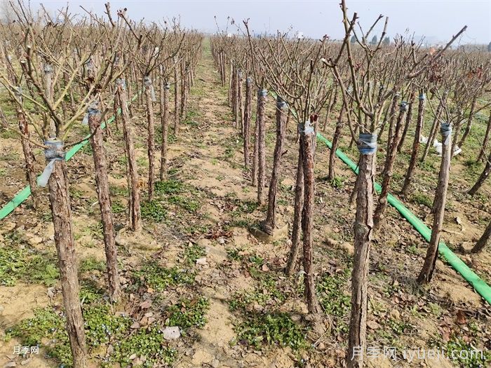 苗木植物冻害怎么防？(图1)