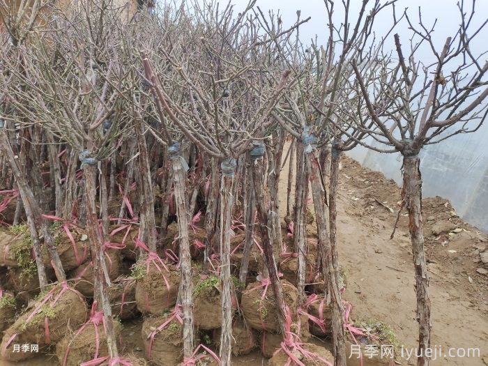 月季冬剪，你掌握正确时机了吗？(图1)