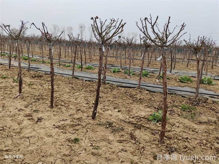 12月份园林养护管理的重点(图2)