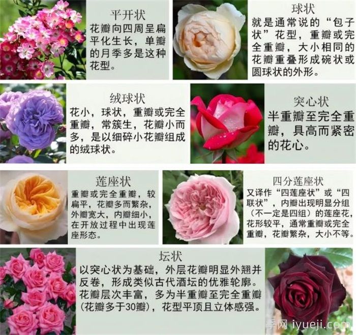 月季科普：月季名称、月季分类和花型香气(图7)
