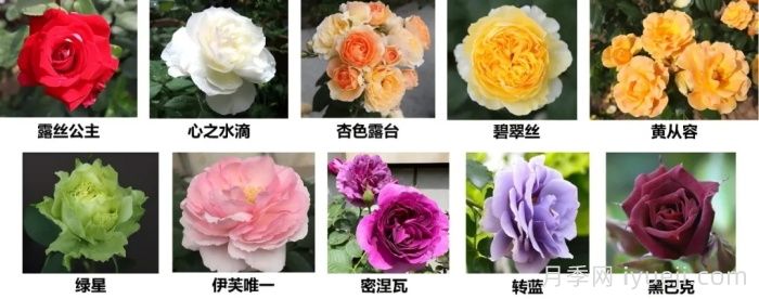 月季科普：月季名称、月季分类和花型香气(图8)