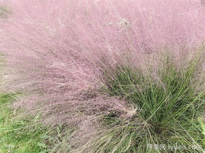 植物科普：粉黛乱子草(图1)