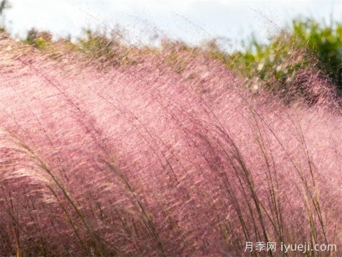 粉黛乱子草(图2)