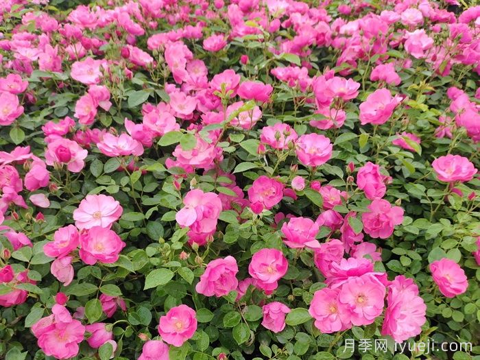 园林苗木专业术语汇总(图2)